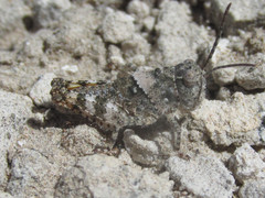 Spharagemon campestris