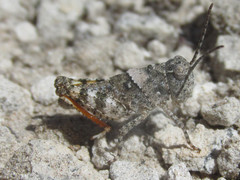Spharagemon campestris