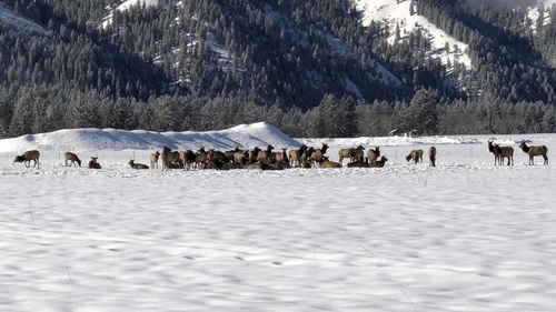 Elk photographed in Idaho