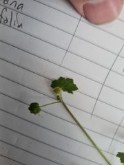 Hydrocotyle laxiflora