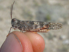 Spharagemon campestris