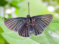 Melanis cephise