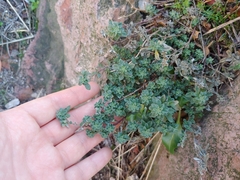 Dasispermum suffruticosum