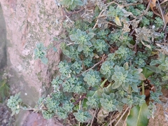 Dasispermum suffruticosum