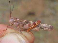 Spharagemon campestris