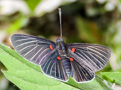 Melanis cephise