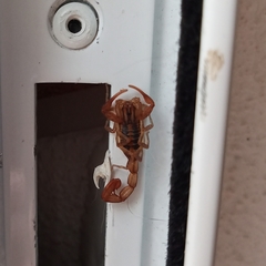 Centruroides elegans