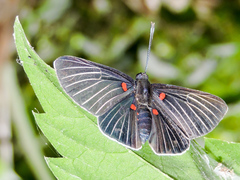 Melanis cephise