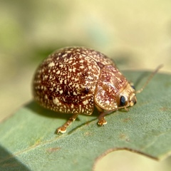 Paropsis variolosa