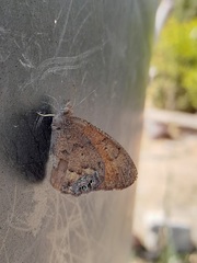 Cyllopsis pertepida pertepida