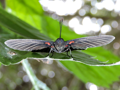 Melanis cephise