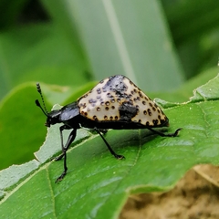 Cypherotylus annulipes