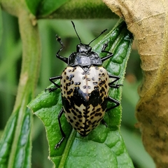 Cypherotylus annulipes