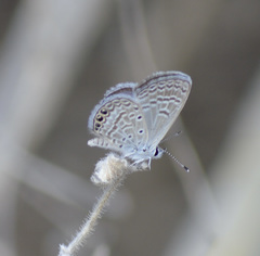 Hemiargus ramon