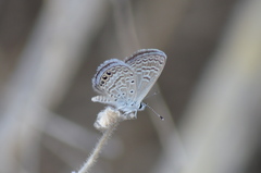 Hemiargus ramon