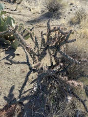 Cylindropuntia acanthocarpa acanthocarpa