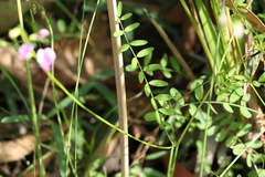 Swainsona brachycarpa