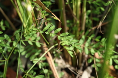 Swainsona brachycarpa