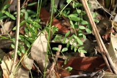 Swainsona brachycarpa