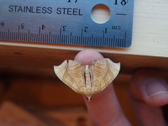 Eulithis diversilineata