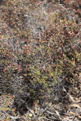 Boronia inornata