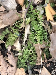 Corydalis cheilanthifolia