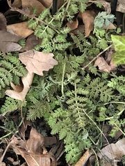 Corydalis cheilanthifolia