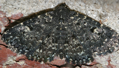 Metalectra tantillus