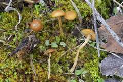Galerina graminea
