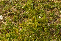 Solanum hasslerianum