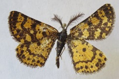 Eurranthis plummistaria