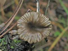 Arrhenia obscurata