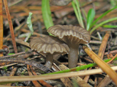 Arrhenia obscurata