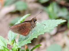 Eprius veleda veleda