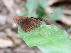 Eprius veleda veleda