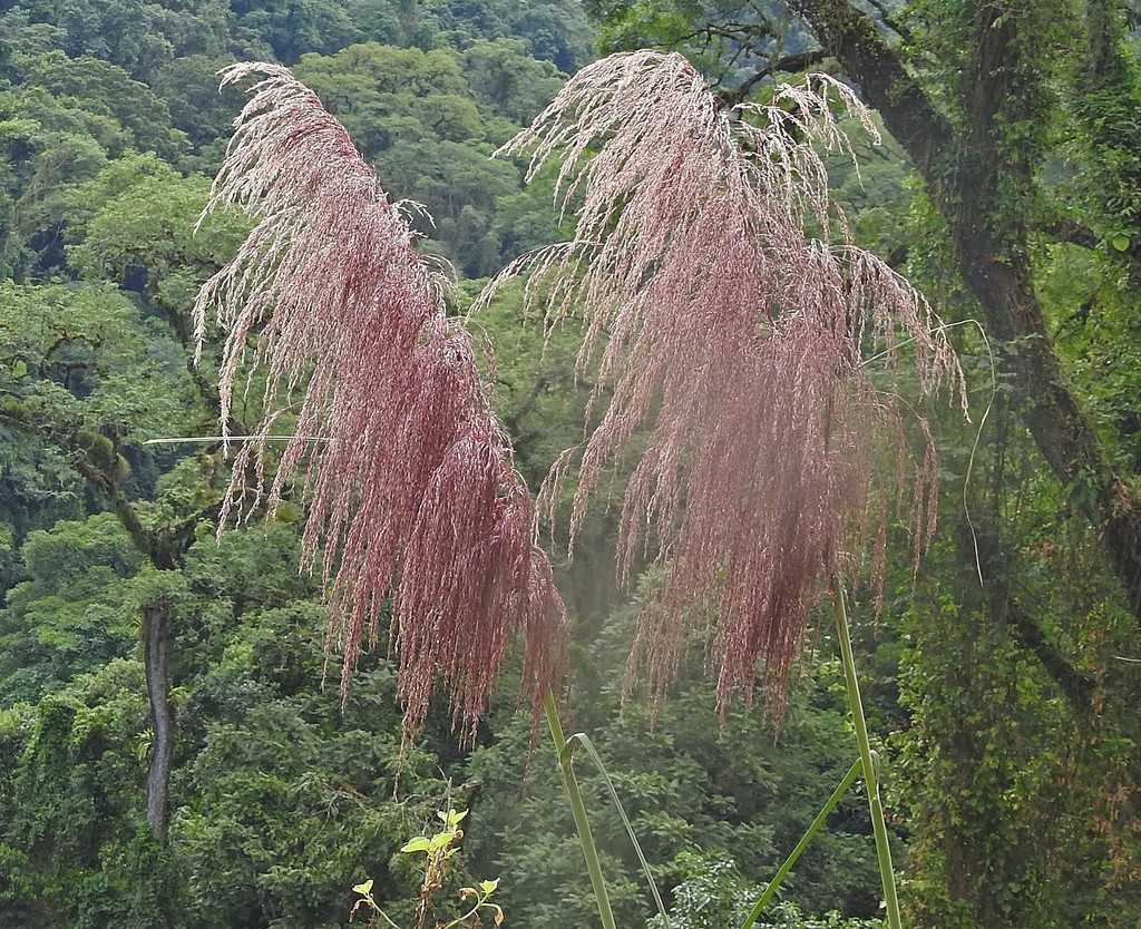Oatgrasses, Pampasgrasses, and allies