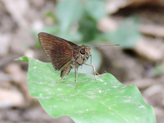 Eprius veleda veleda