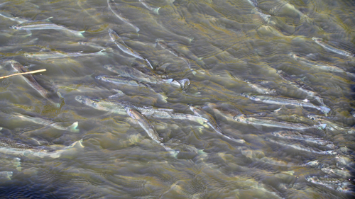 Argentinian silverside (Odontesthes bonariensis) — Atherinopsidae — 3