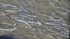 Odontesthes bonariensis