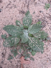 Amblyolepis setigera