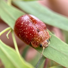 Paropsis variolosa