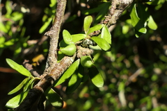 Pittosporum anomalum