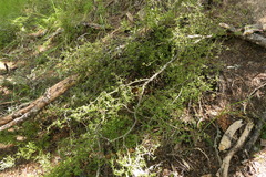 Pittosporum anomalum