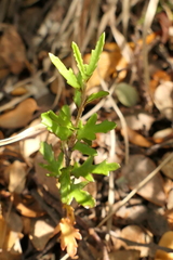 Pittosporum anomalum