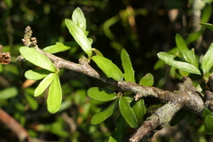 Pittosporum anomalum