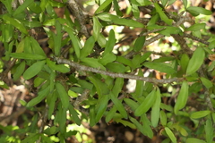 Pittosporum anomalum