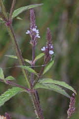 Verbena carolina