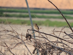 Saxicola rubicola