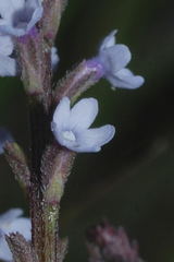 Verbena carolina