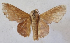 Phyllodesma kermesifolia